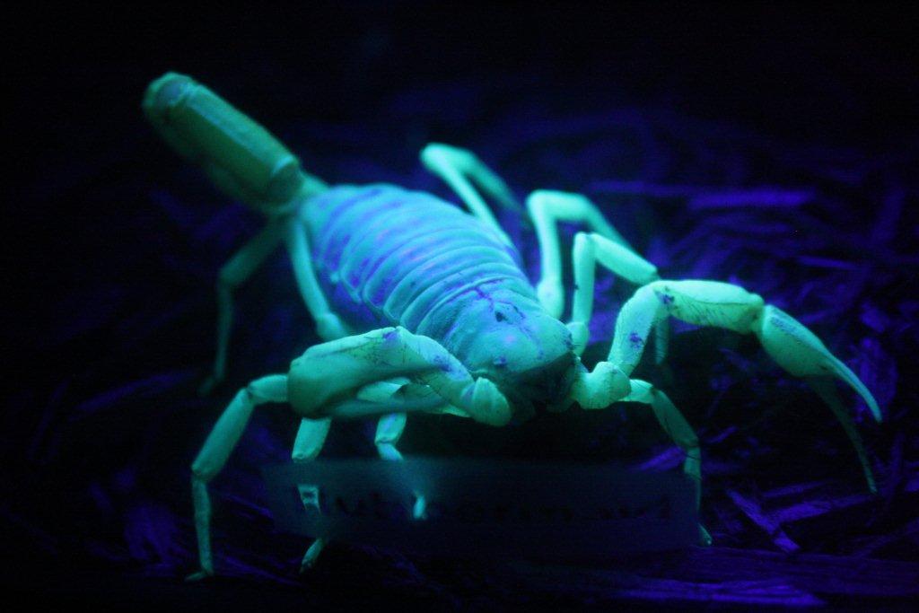 Blue Scorpion's Reaction to Liquor