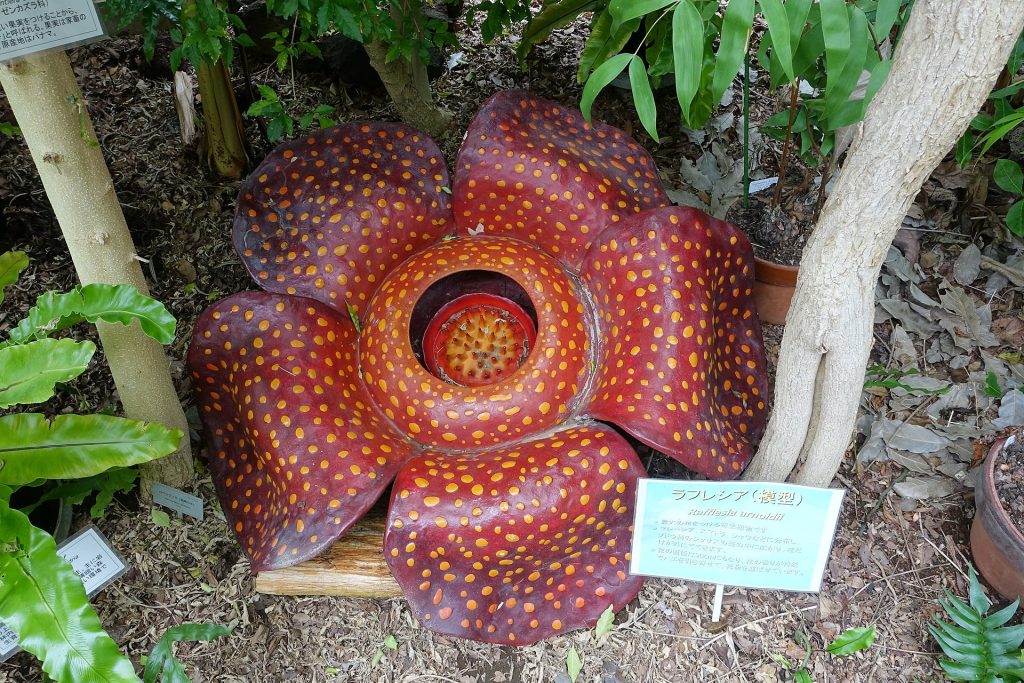 World's Worst Flower